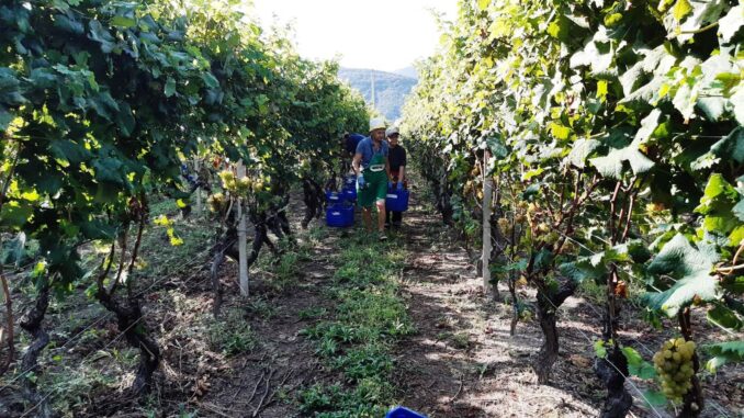 Cia Savona - Albenga -Vendemmia
