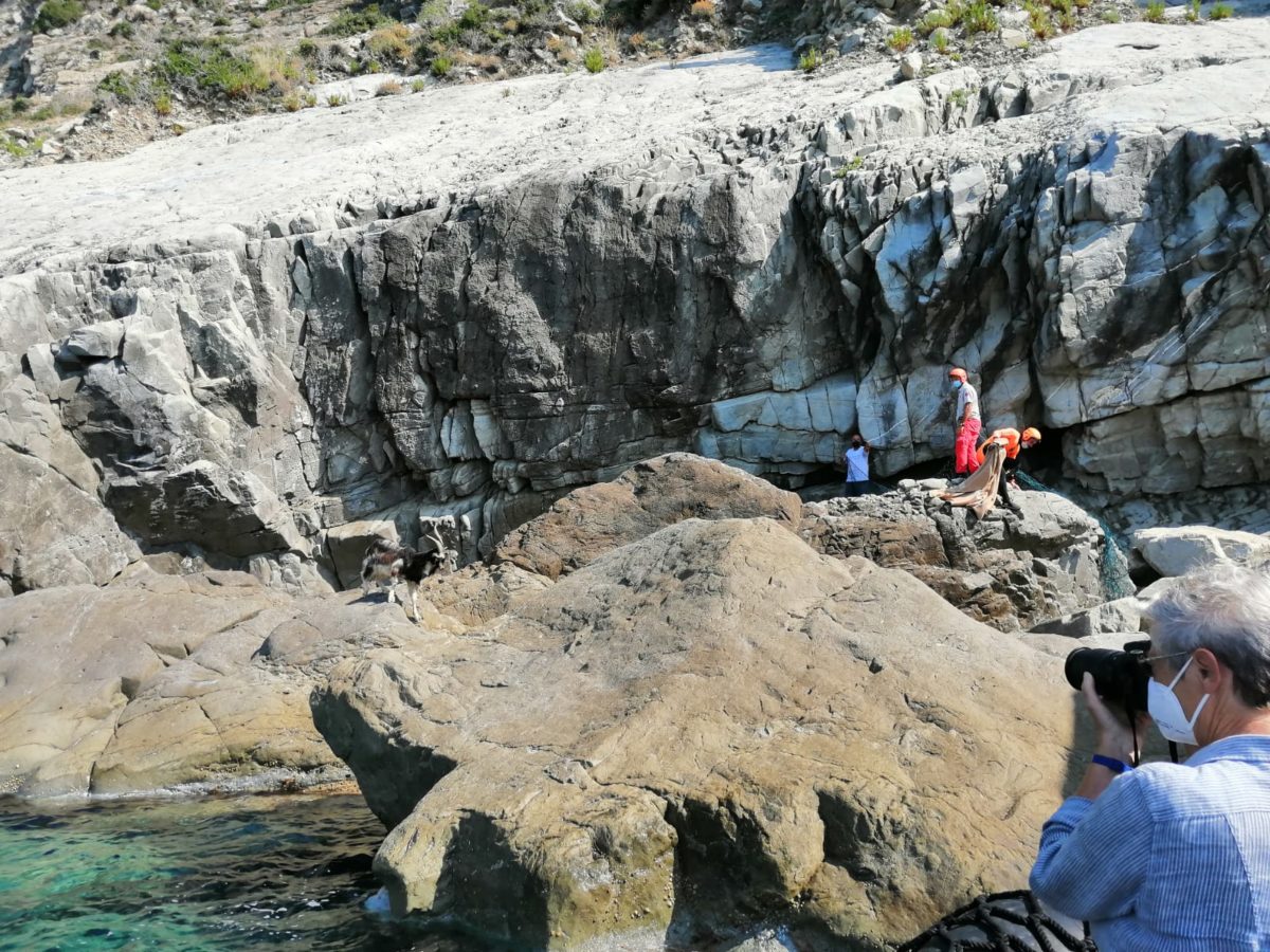salvataggio caprette imprigionate scogliera tra Levanto e Monterosso