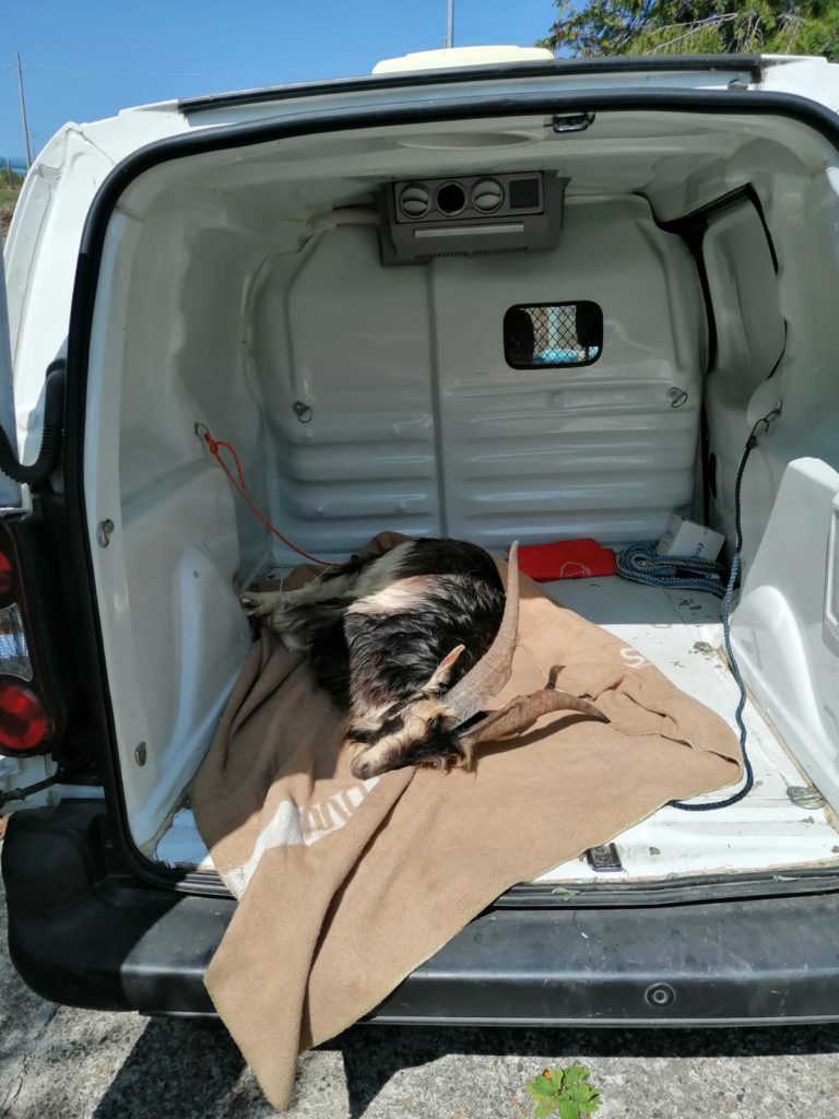 salvataggio caprette imprigionate scogliera tra Levanto e Monterosso