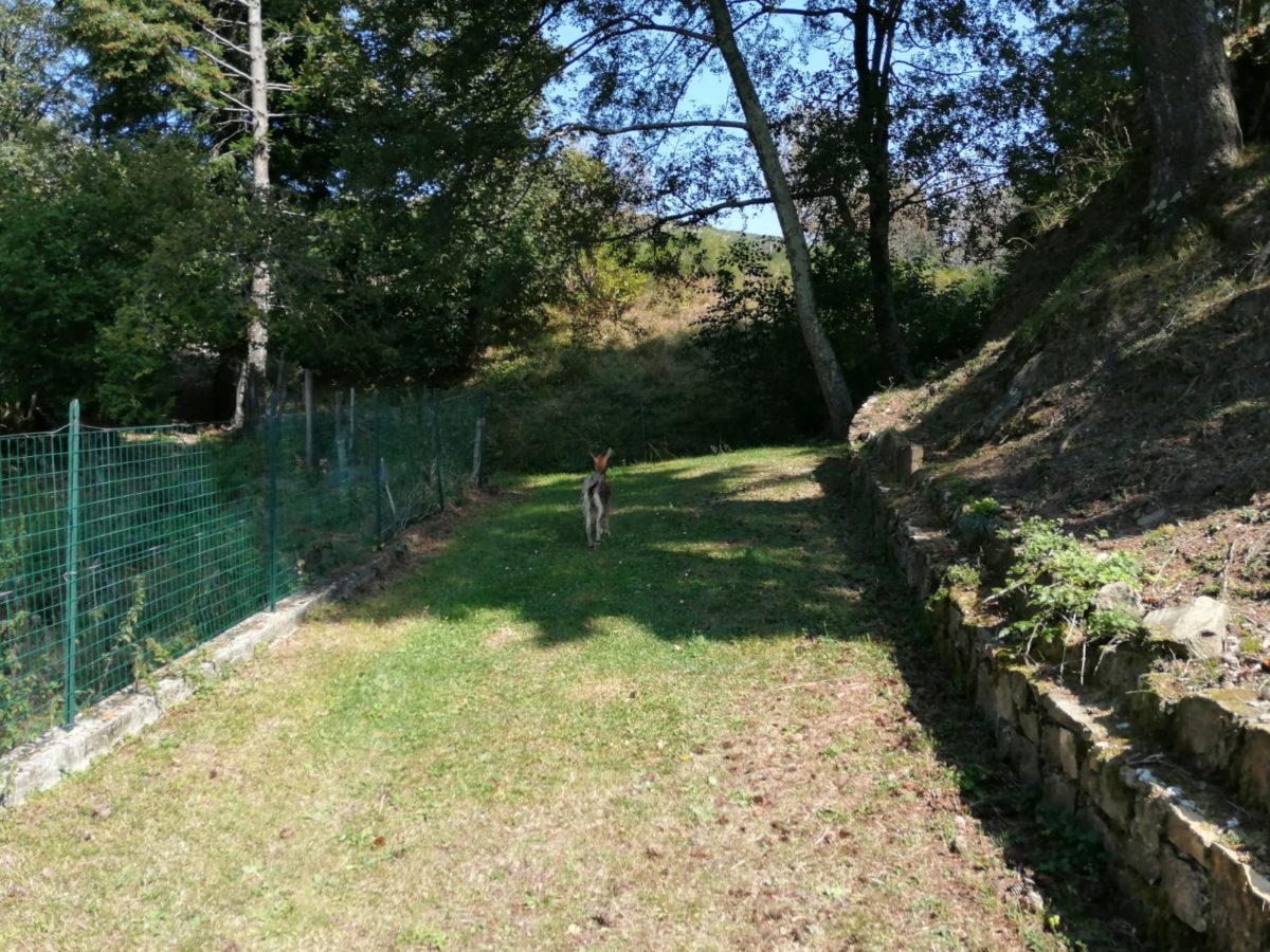 salvataggio caprette imprigionate scogliera tra Levanto e Monterosso