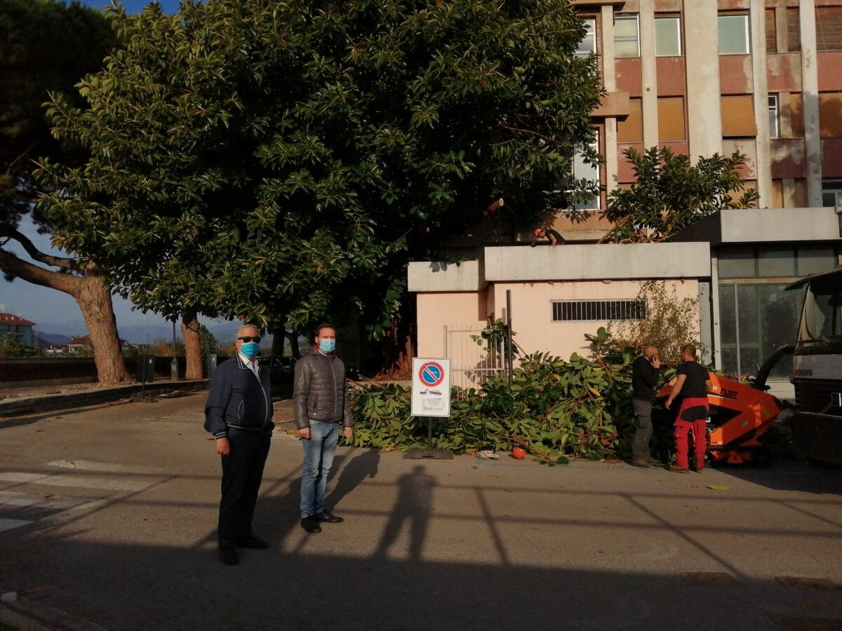 Albenga - potatura magnolia (2)