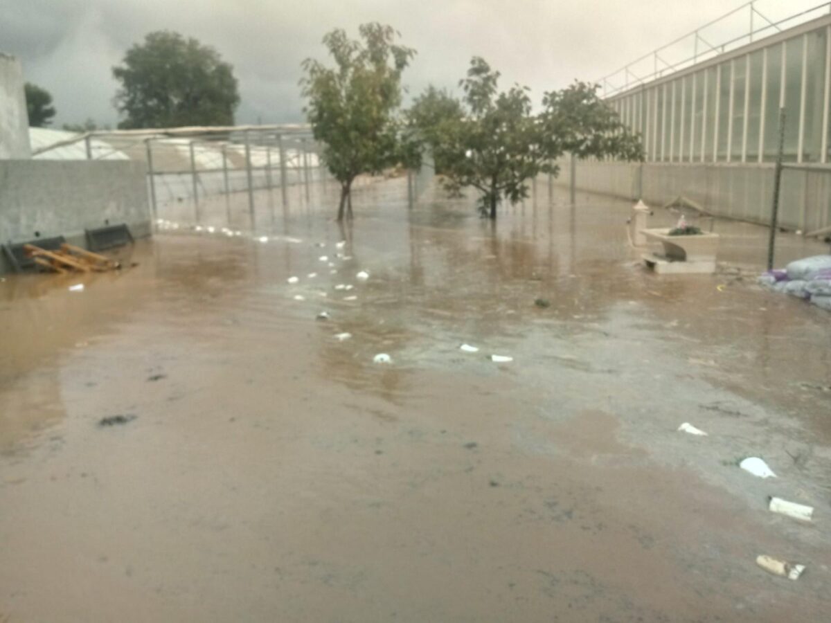 Allagamenti serre di Albenga