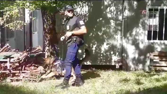Lupo polizia locale Albenga