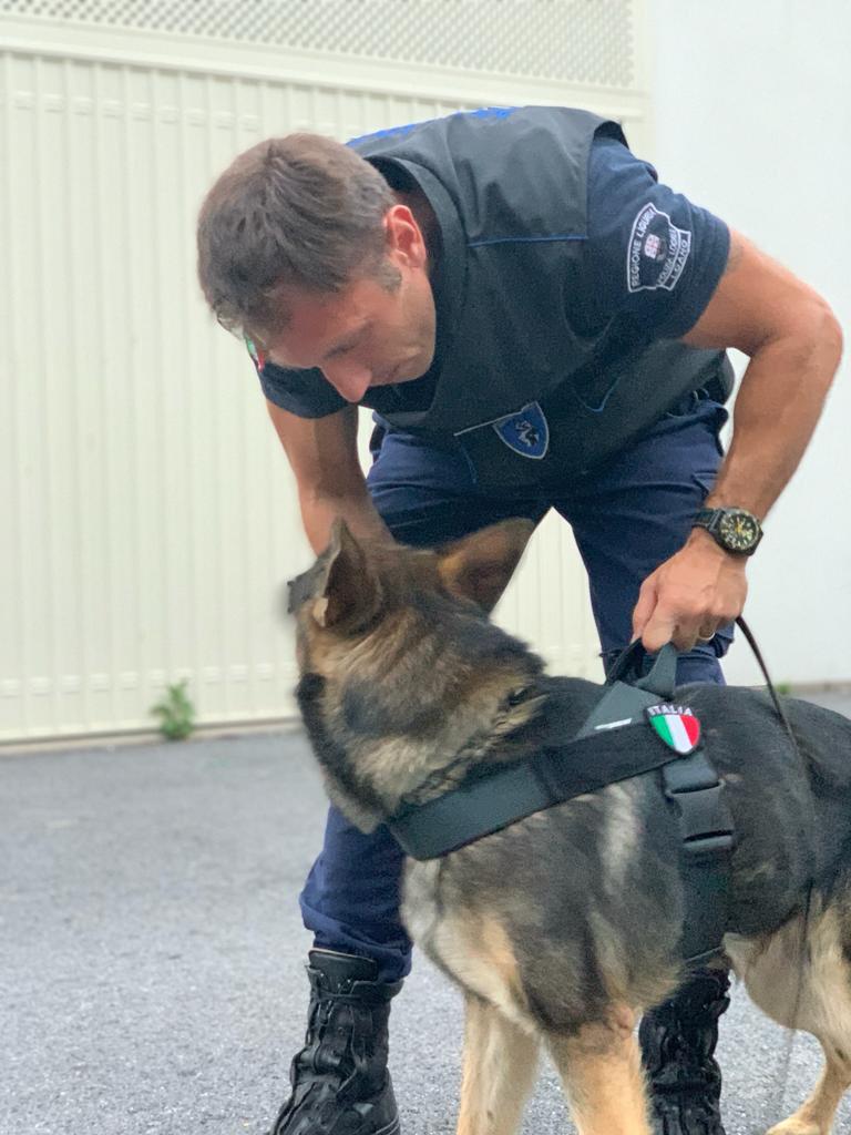 Lupo polizia locale Albenga