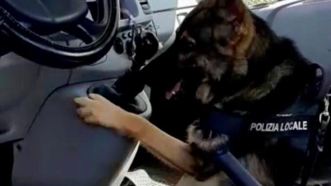 Lupo polizia locale Albenga