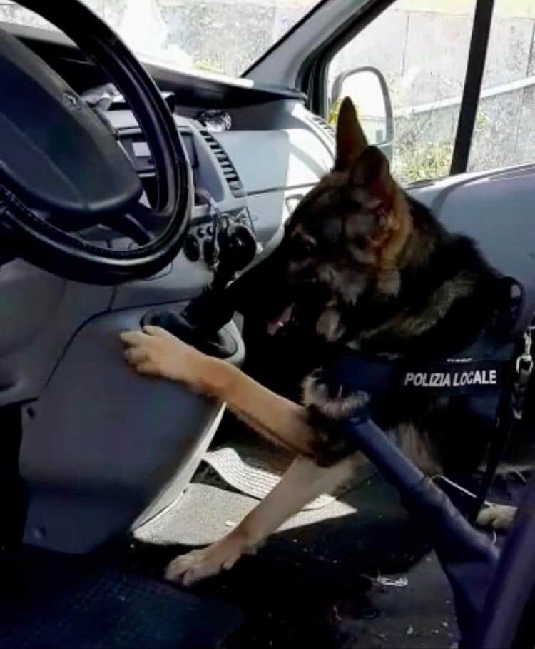 Lupo polizia locale Albenga