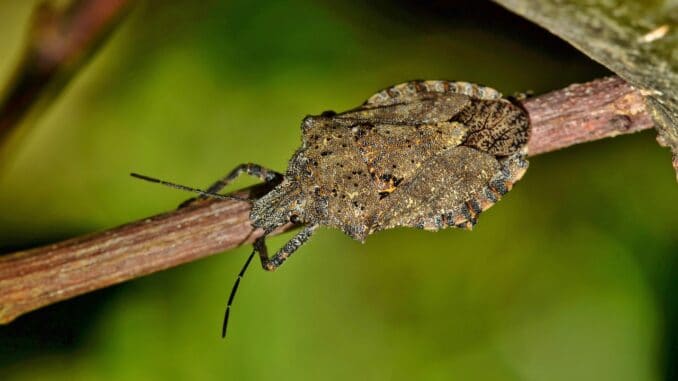 cimice asiatica