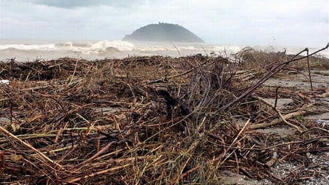 legname sulla spiaggia di Albenga