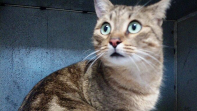 gatto Albenga