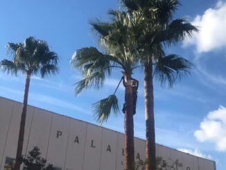 tree climbing palme Alassio