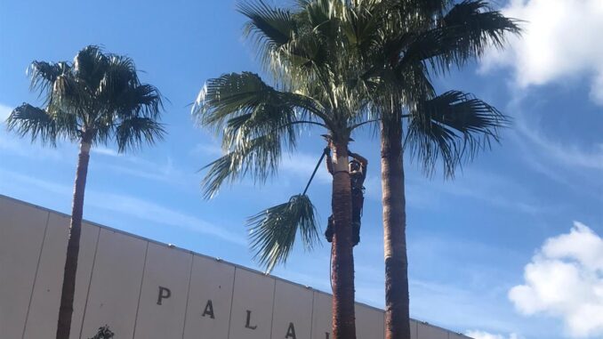 tree climbing palme Alassio