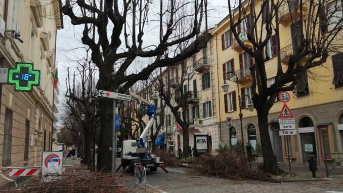 potatura tigli viale Martiri 3
