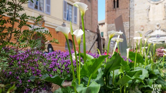 Fior d'Albenga