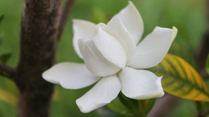 gardenia