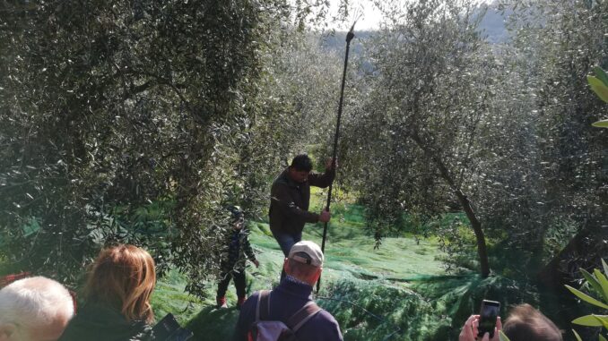 merenda in oliveto ad Andora