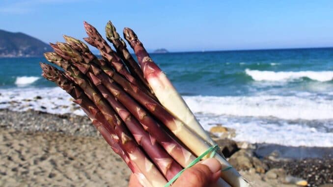 Asparago violetto d'Albenga