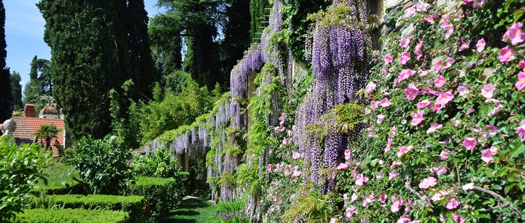 The Hibiscus of Villa della Pergola Botanical Garden - I Giardini di Villa  della Pergola