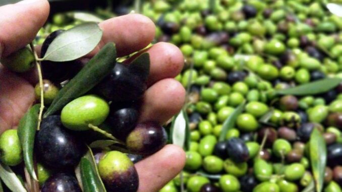 olive produttori
