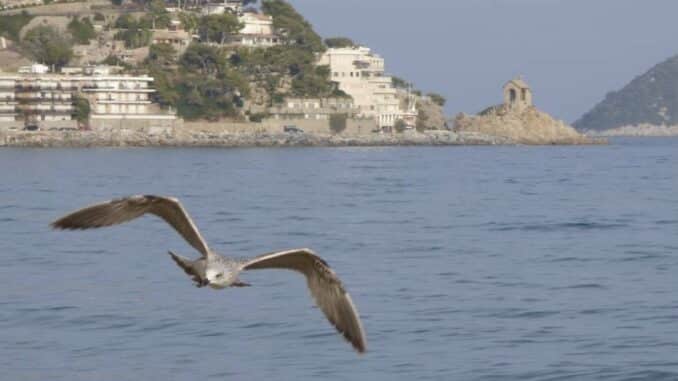 un gabbiano vola sul mare ad Alassio