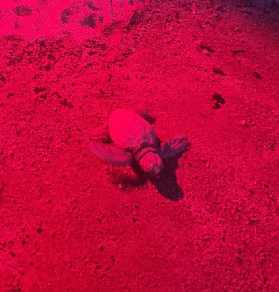 nascita tartaruga Caretta Caretta a Laigueglia