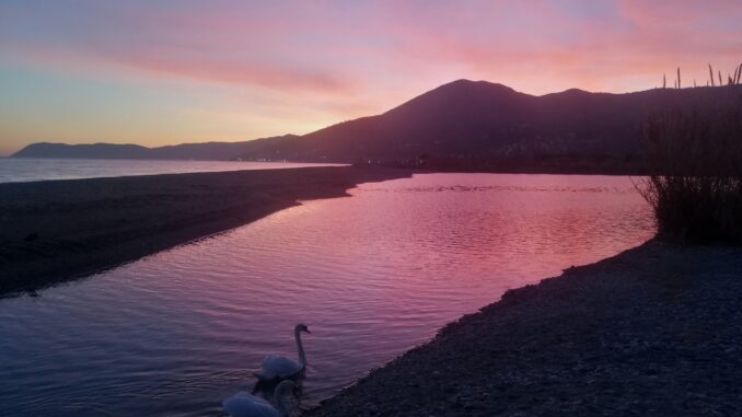 cigni alla foce del fiume Centa ad Albenga