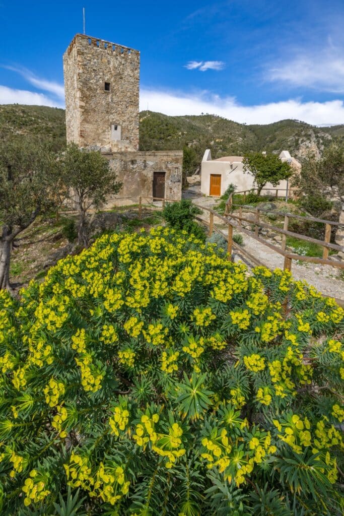 EUFORBIA ARBOREA TORRE MEDIOEVALE E CENTRO VISITE FOTO CARLO LOVISOLO 2024