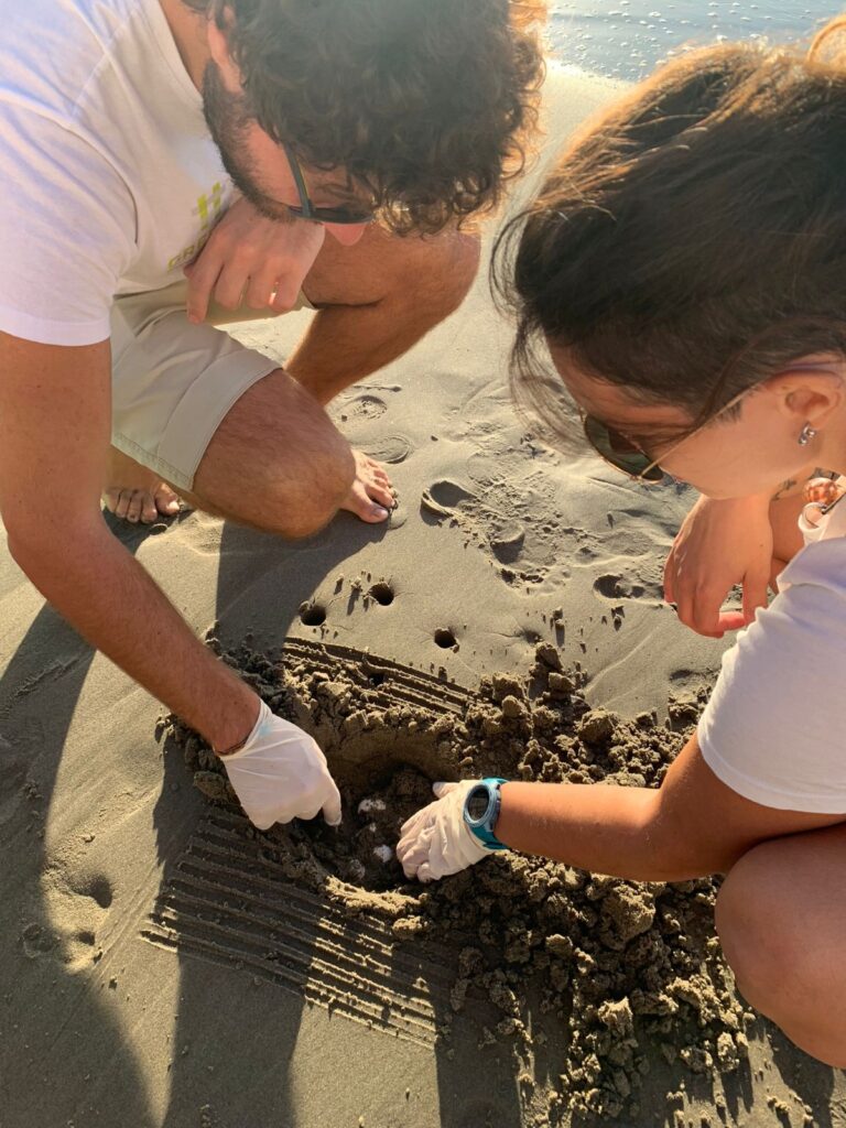 Nido Caretta caretta ad Alassio_27sett24 (1)
