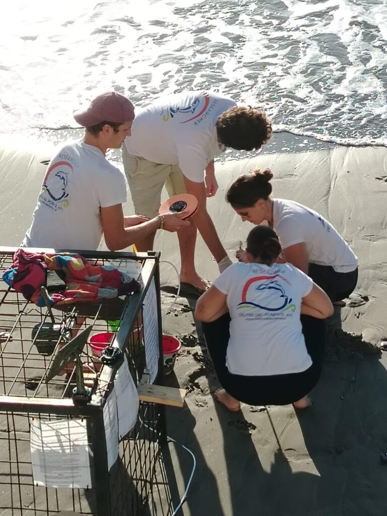 Nido Caretta caretta ad Alassio_27sett24 (2)