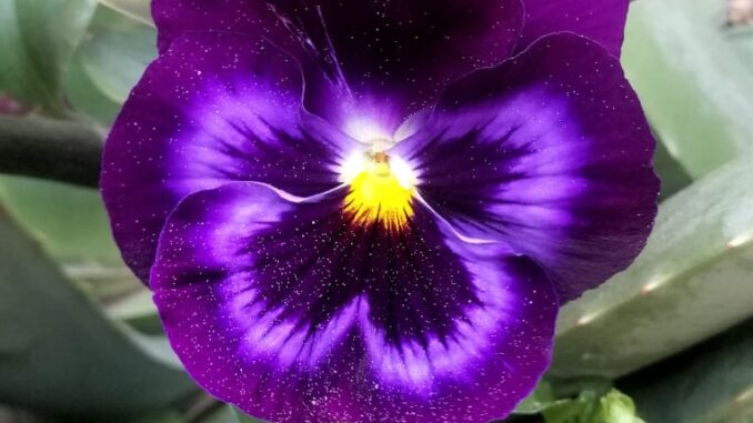 orchidee di Albenga