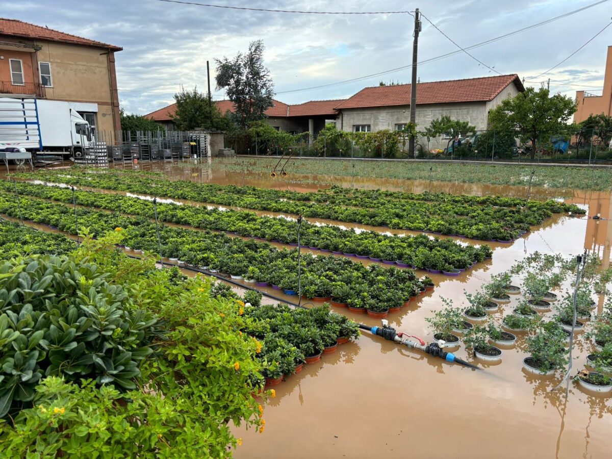 maltempo danni aziende agricole piana di Albenga