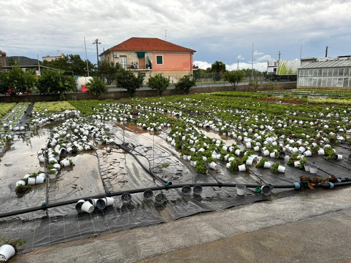 maltempo danni aziende agricole piana di Albenga