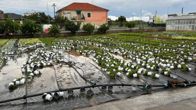 maltempo danni aziende agricole piana di Albenga