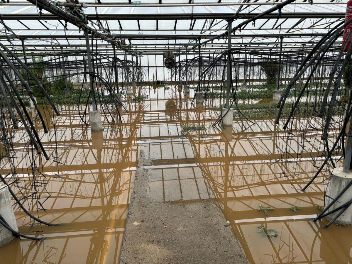 maltempo danni aziende agricole piana di Albenga