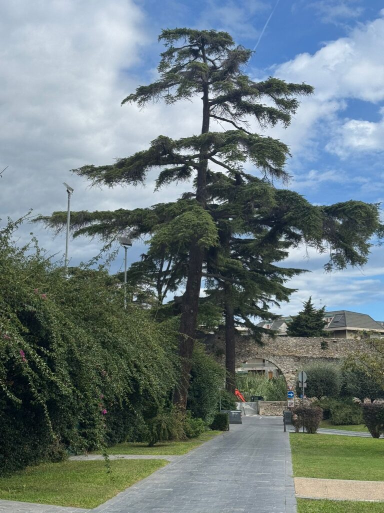 Cedro Malato nei Giardini Escrivà a Loano