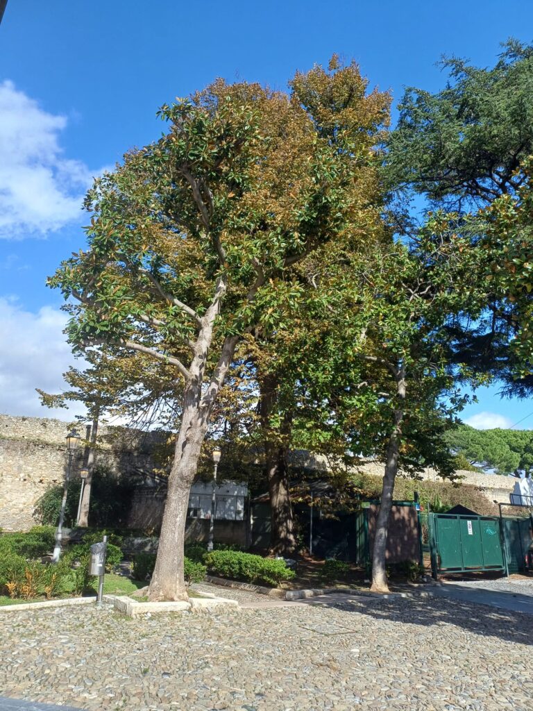 Magnolia albero malato nei Giardini Escrivà a Loano