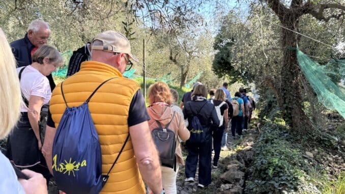 Camminata tra gli ulivi ad Andora