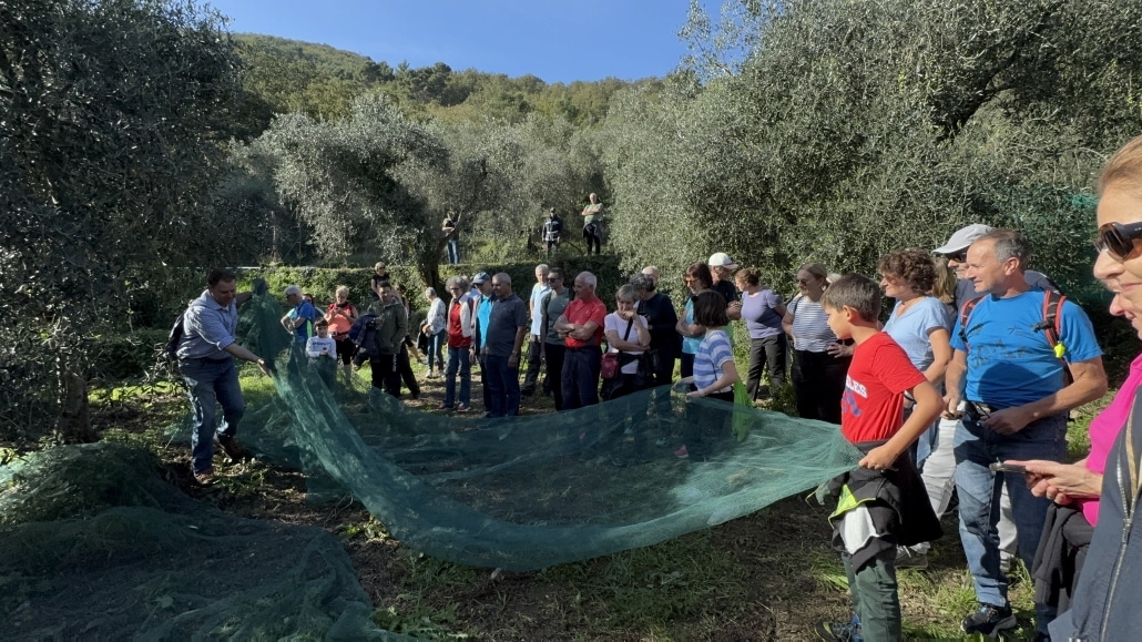 Camminata tra gli ulivi ad Andora