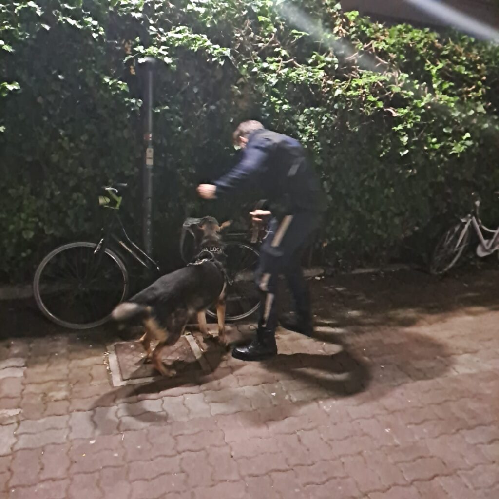 servizio antidroga polizia locale Albenga