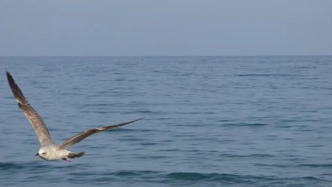 il gabbiano segue l'onda del mare