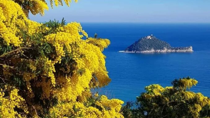 le gialle mimose sul mare