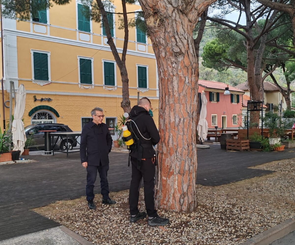 Ceriale - lotta alla processionaria del pino