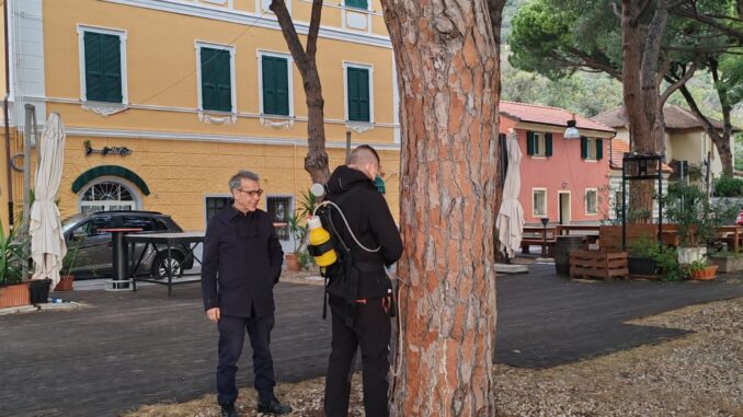Ceriale - lotta alla processionaria del pino