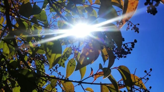 c'è il sole tra le foglie