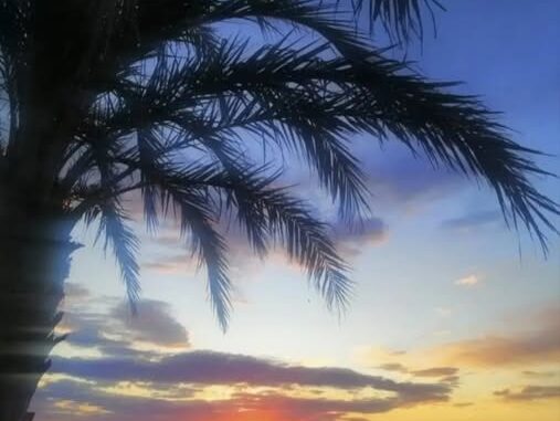 come il sole tra le palme