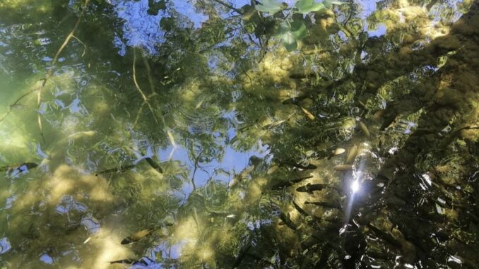 e il sole apparve tra le fronde