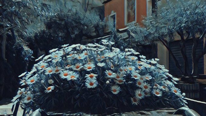 salgono le margherite