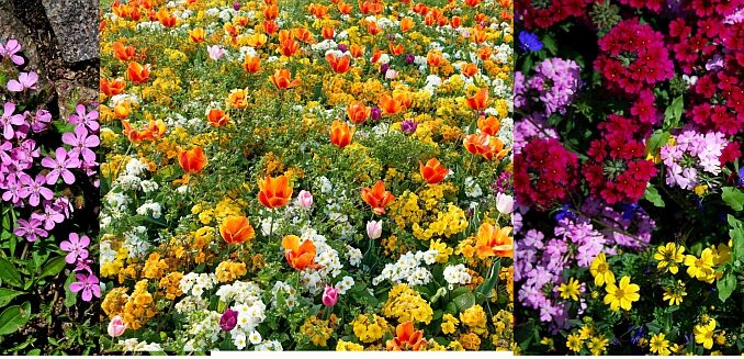 Stellanello fiori