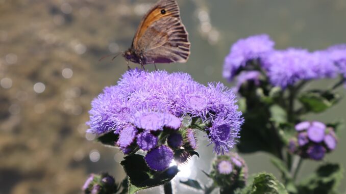 la farfalla che sa di viola