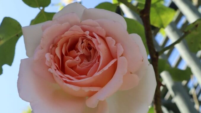 la vie en rose
