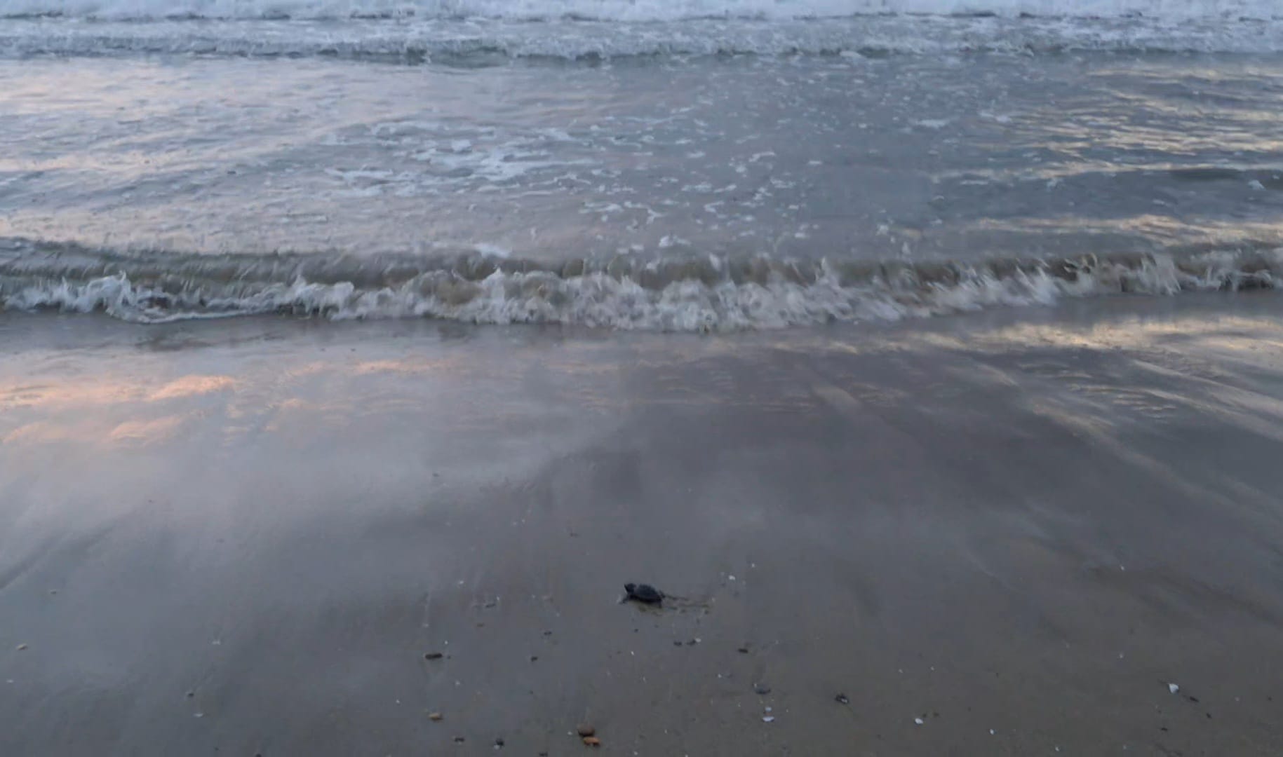 Caretta Caretta Alassio